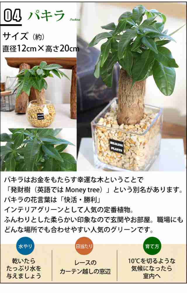 オンライン限定商品 ガジュマル 70 観葉植物 ハイドロカルチャー グラス付き インテリア 植物 観葉植物