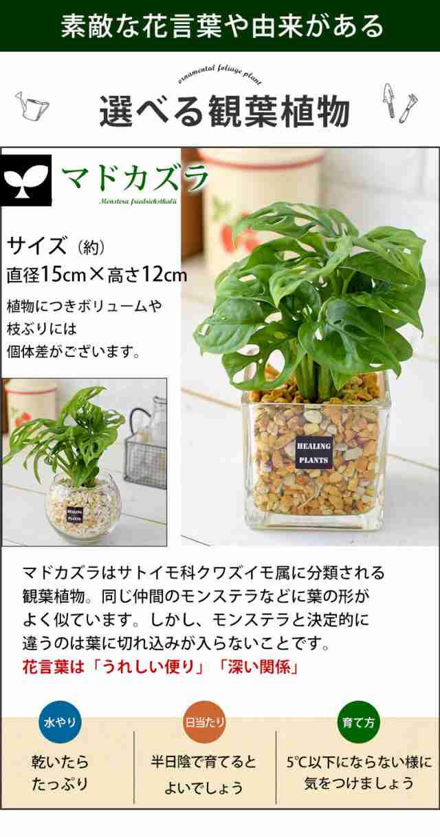 土を使わない 観葉植物 ハイドロカルチャー ガジュマルの木 パキラ サンスベリア ゼオライトプランツ ガラス キューブ おしゃれ 鉢 インテリア  グリーン 小さい ミニ観葉 ガジュマル ギフト 植物 誕生日 プレゼント 秋 女性 男性｜au PAY マーケット