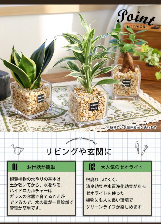 選べる 観葉植物xハイドロカルチャー ガジュマルの木 サンスベリア ゼオライトプランツ ガラスキューブ おしゃれ 鉢 インテリア グリーの通販はau Pay マーケット フラワーマーケット花由 選べる 観葉植物xハイドロカルチャー ガジュマルの木 サンスベリア ゼオライトプランツ ガラスキューブ おしゃれ 鉢 インテリア グリーの通販はau Pay マーケット フラワーマーケット花由