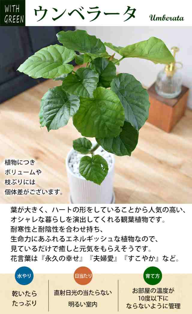 選べる 観葉植物 曲げ ゴムの木 陶器鉢 フィカス アルテシーマ ...