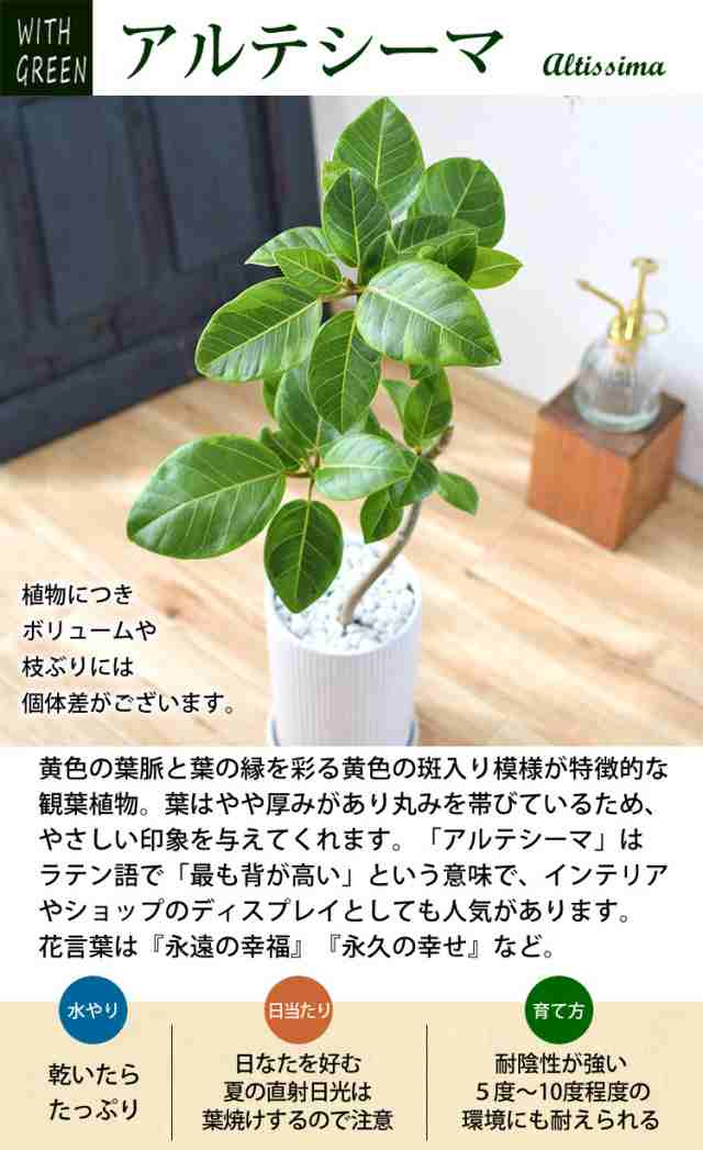 フィカス アルテシーマ 曲げ 観葉植物 - 植物/観葉植物