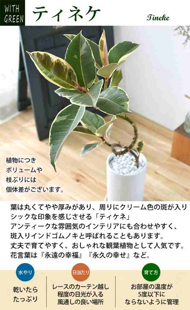 フィカス アルテシーマ 曲げ 観葉植物-