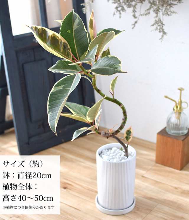 選べる 観葉植物 曲げ ゴムの木 陶器鉢 フィカス アルテシーマ アルテシマ ウンベラータ ティネケ ベンガレンシス ルビー インテリア グ｜au  PAY マーケット