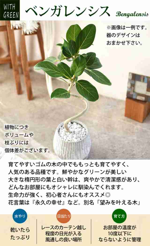 選べる 観葉植物 曲げ ゴムの木 陶器鉢 フィカス アルテシーマ アルテシマ ウンベラータ ティネケ ベンガレンシス ルビー インテリア グ｜au  PAY マーケット