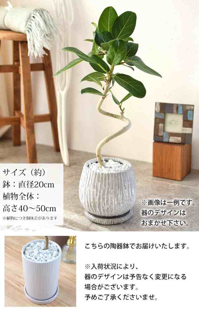 選べる 観葉植物 曲げ ゴムの木 陶器鉢 フィカス アルテシーマ ...