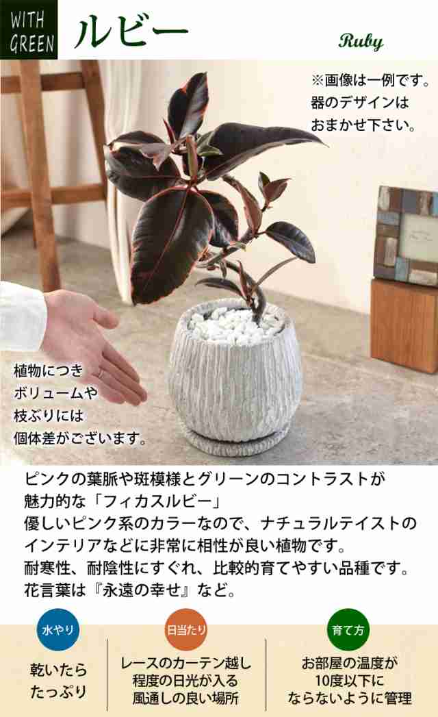 選べる 観葉植物 曲げ ゴムの木 陶器鉢 フィカス アルテシーマ