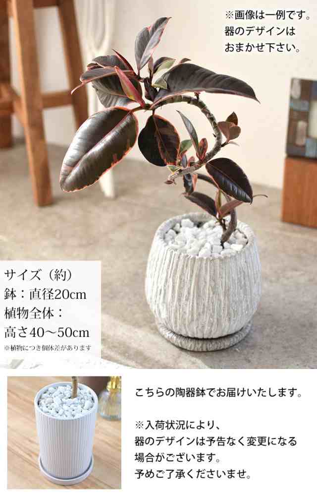 選べる 観葉植物 曲げ ゴムの木 陶器鉢 フィカス アルテシーマ