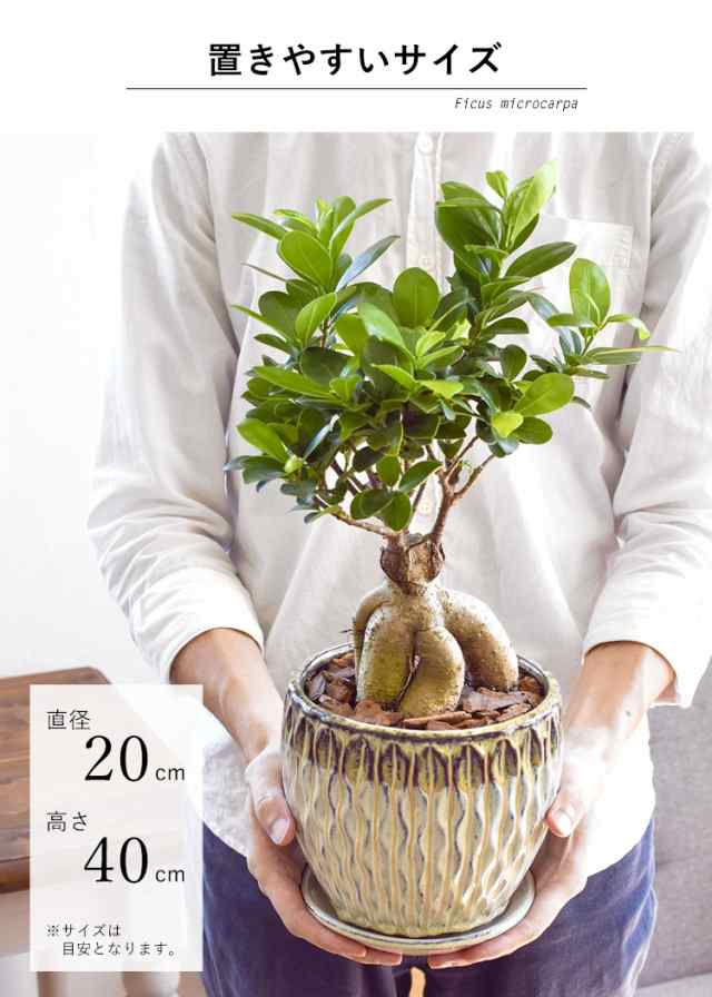 ガジュマル 多幸の木 おし 6号鉢サイズ 鉢植え ガジュマル 多幸の木 おし 6号鉢サイズ 鉢植え