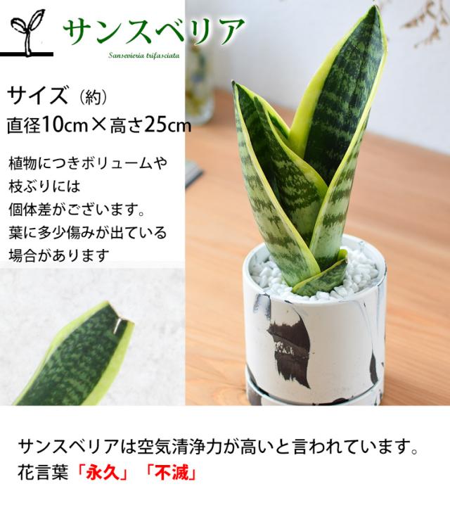 水分計付き】 選べる 観葉植物 × 選べる器 ガジュマルの木