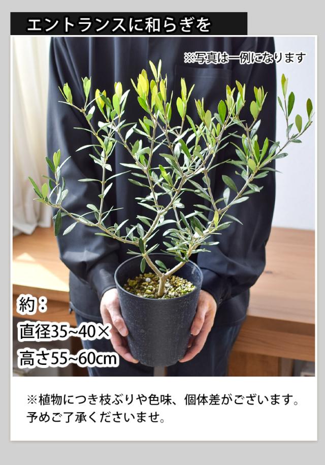 鉢植え オリーブの木 5号鉢 ＜プラスチック鉢＞ オリーブ シンボル