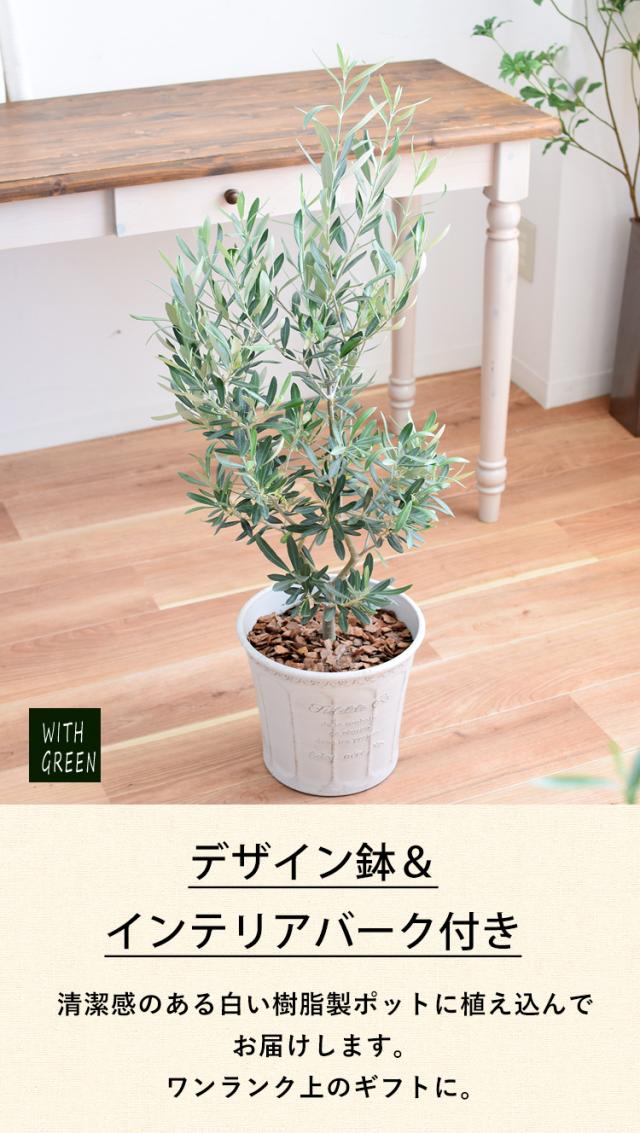オリーブの木 観葉植物 花由がお届けするオリーブの木 7号鉢 オリーブの木 観葉植物 花由がお届けするオリーブの木 7号鉢