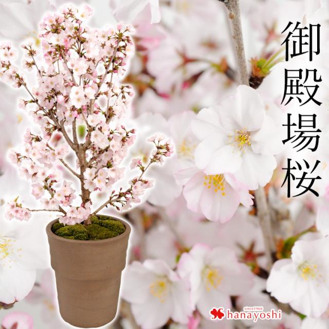桜の鉢植え 御殿場桜 さくら 三河焼 おうち花見 2/1〜3/16まで日時指定OK 誕生日 プレゼント 母 女性 祖母 祖父 趣味 盆栽 花 お祝い 昇進祝い 男性 お礼 上司 定年 退職祝い 開業祝い 開店祝い 卒業祝い 卒業式 先生 記念樹 フラワーギフト 6号鉢 大人 式典 50代 60代 70代の通販は 5,382円