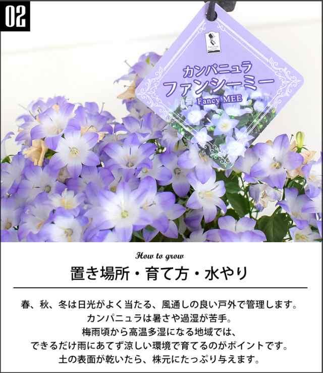 送料無料 選べる3種類 春の鉢花 カンパニュラ ファンシーミー マーガレット ストロベリーホイップ ミニバラ スイートメモリー トレリス仕の通販はau Pay マーケット フラワーマーケット花由