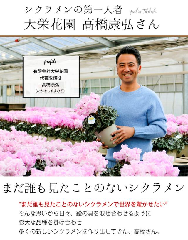 大栄花園 ブルーシクラメン 5号鉢 バスケット付 シクラメン プレゼント ギフト 花鉢 鉢花 鉢植え 冬 お歳暮 クリスマス 寒冷地は不可の通販はau Pay マーケット フラワーマーケット花由