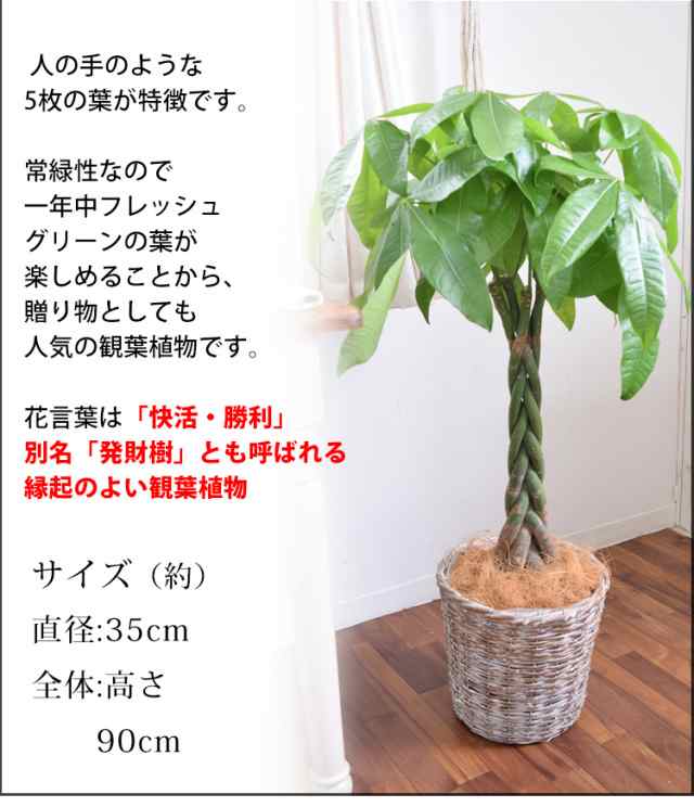 即日発送対応 観葉植物 編み込みパキラ 7寸 ＜ミントブリキ鉢でお届け