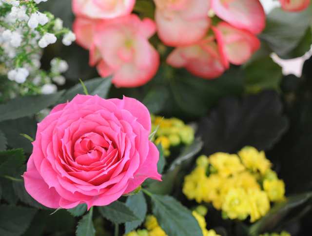 季節のおまかせ花鉢とグリーンの寄せ入れLサイズ◎フラワーバスケット 花 鉢植え ギフト おしゃれ 誕生日 プレゼント 母 祖母 女性 お花 お誕生日  結婚祝い 新築祝い 引っ越し祝い 友人 結婚記念日 妻 両親 開店祝い お母さん おかあさん 義母の通販はau PAY マーケット ...