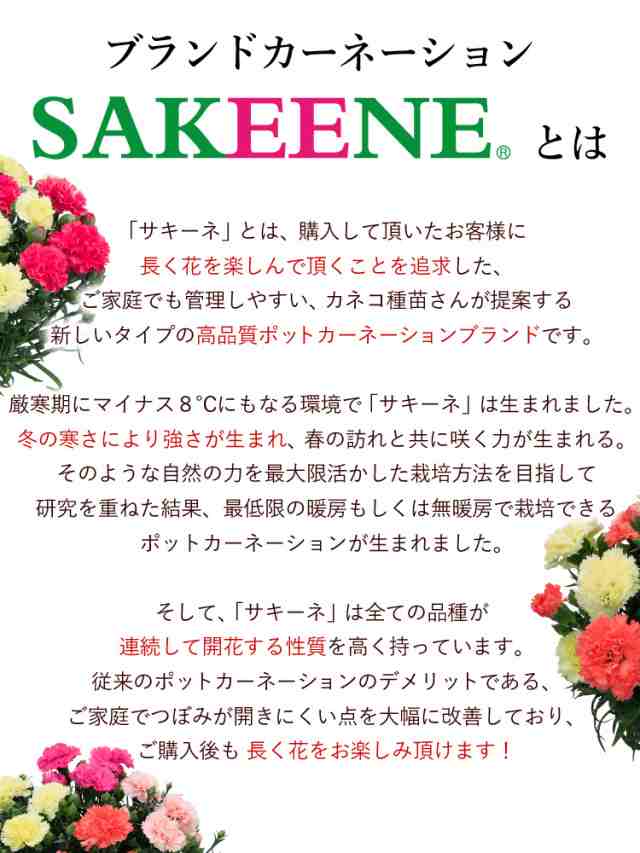 母の日限定 ブランド 長持ち カーネーション Sakeene R の4色植え サキーネ 鉢植え 5号鉢 In バスケット 5 4 5 9の間にお届けの通販はau Pay マーケット フラワーマーケット花由