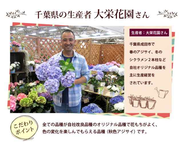 母の日 大栄花園さんの アジサイ ５号 鉢植え In バスケット 5 4 5 9の間にお届け 母の日ギフト 花 鉢花 紫陽花 あじさい 母の日のプレの通販はau Pay マーケット フラワーマーケット花由