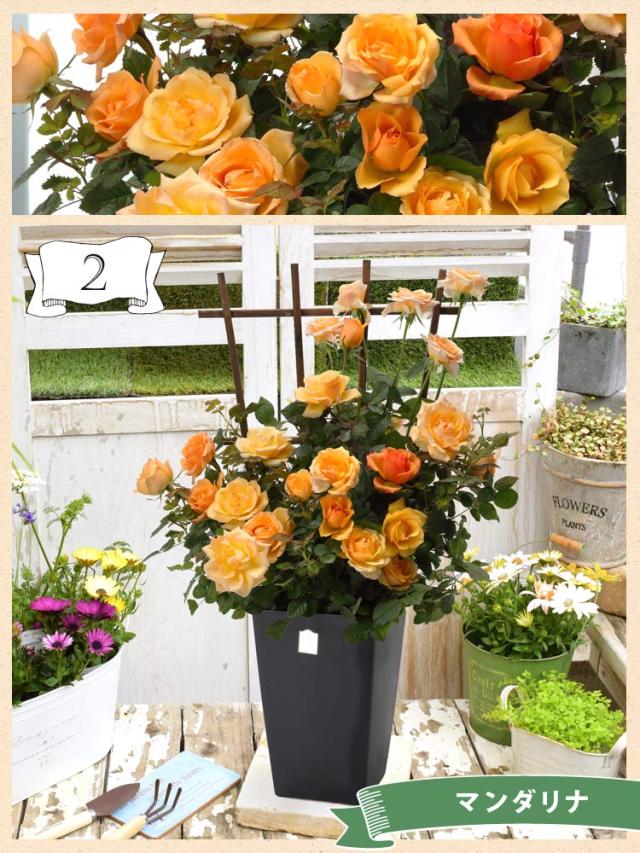 母の日 ギフト 花 プレゼント 21 送料無料 母の日限定 4種類から選べるミニバラ バラ 四季咲き 鉢植え 鉢 花鉢 鉢花 ミニチュアローズ の通販はau Pay マーケット フラワーマーケット花由