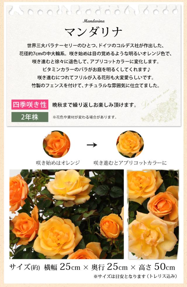 母の日 ギフト 花 プレゼント 21 送料無料 母の日限定 4種類から選べるミニバラ バラ 四季咲き 鉢植え 鉢 花鉢 鉢花 ミニチュアローズ の通販はau Pay マーケット フラワーマーケット花由