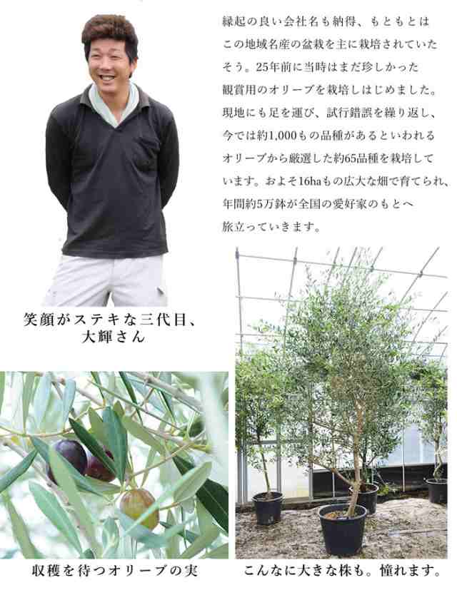 オリーブの木 観葉植物 花由がお届けする鶴亀園の香川オリーブの木 ７