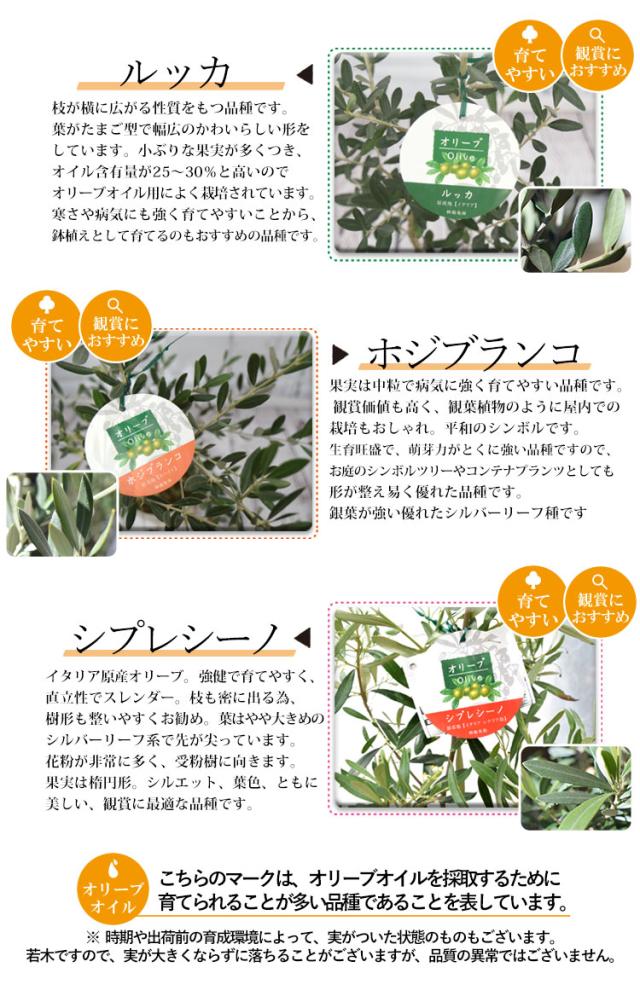 オリーブ 鉢植え 送料無料 鶴亀園さんの香川オリーブの木 ５号鉢 オリーブの木 観葉植物 インテリア 開店祝い 開業祝い 新築祝い 引越の通販はau Pay マーケット フラワーマーケット花由