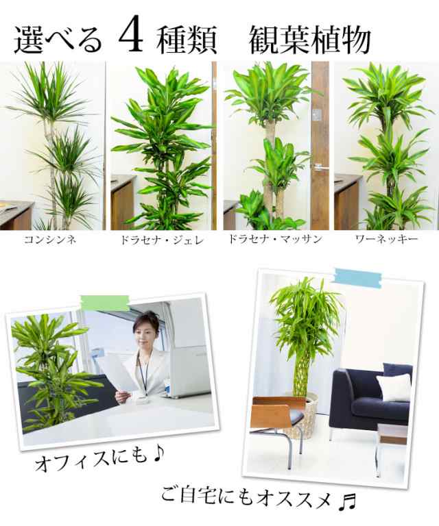 産地直送 観葉植物 インテリア ギフト 送料無料 選べる3種類 観葉植物10号鉢 お祝い プレゼント 新築祝い 引っ越し祝い 開店祝い の通販はau Pay マーケット フラワーマーケット花由