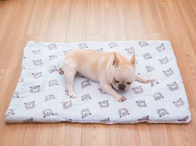 ペットマット 犬用 小型犬 猫用 ペット用品 毛布 ブランケット クッション ベッド 布団 あったか 秋冬 お昼寝 室内の通販はau Pay マーケット プラスナオ