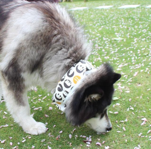 犬用首クール ネッククール 犬 イヌ ワンちゃん ペット用 ネッククーラー Coolスカーフ 防水 暑さ対策 熱中症予防 首に巻の通販はau Pay マーケット プラスナオ