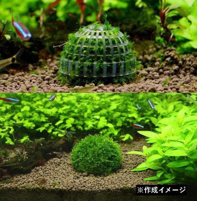 モスボール 水草 コケ Diy 熱帯魚 エビ シュリンプ メダカ 金魚 水槽レイアウト アクアリウムグッズ 水槽用品 レイアウトの通販はau Pay マーケット プラスナオ