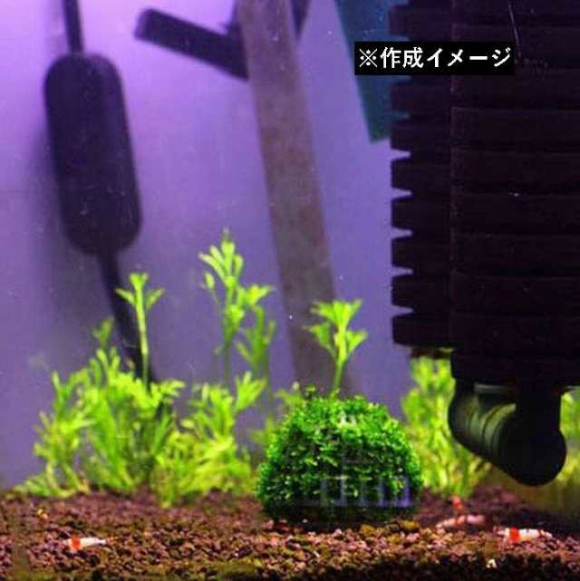 モスボール 水草 コケ Diy 熱帯魚 エビ シュリンプ メダカ 金魚 水槽レイアウト アクアリウムグッズ 水槽用品 レイアウトの通販はau Pay マーケット プラスナオ