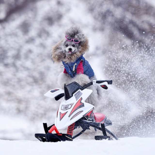 犬用ゴーグル 犬用サングラス ペット用 メガネ イヌ ワンちゃん 猫 ゴム フィット かわいい かっこいい おしゃれ 紫外線 Uの通販はau Pay マーケット プラスナオ