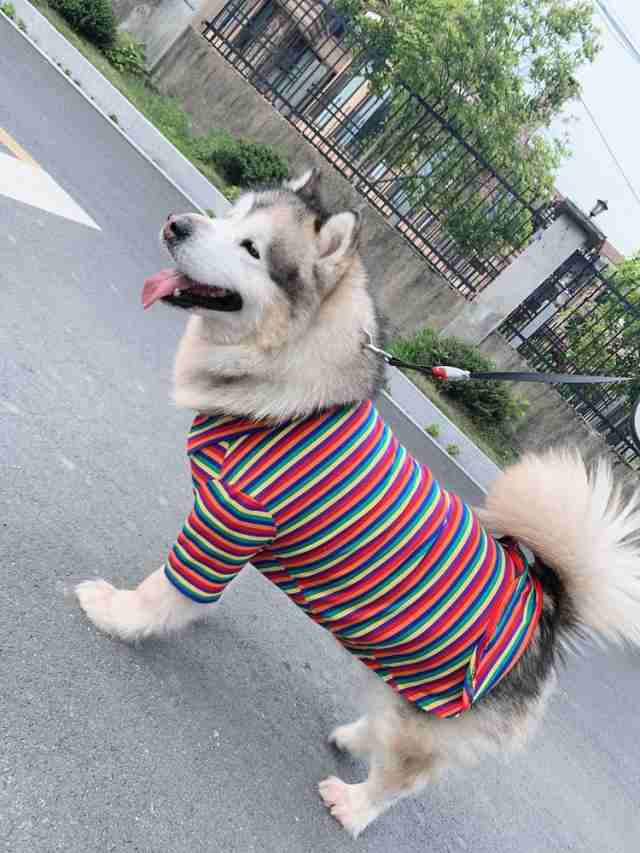 ペットウェア シャツ 中型犬 大型犬 ペット ドッグウェア ポロシャツ 半袖 ボタン マルチボーダー 可愛い おしゃれ カラフルの通販はau Pay マーケット プラスナオ