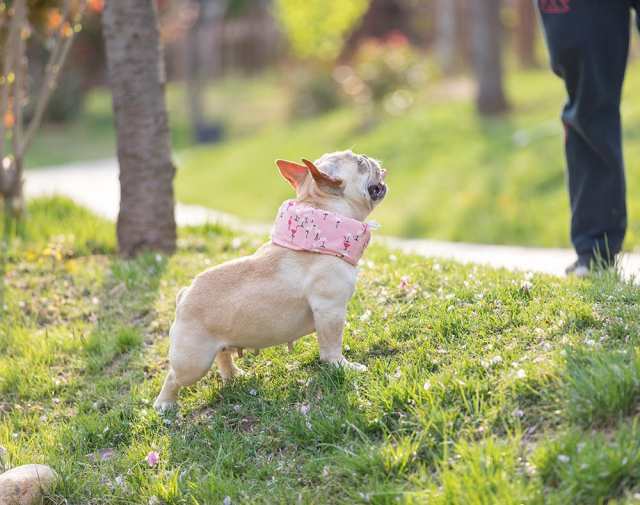 クールネックカバー スカーフ 小型犬 ペット用 カジュアル 布地 コーギー フラミンゴ パイナップル 雄 雌 模様 冷却 かわの通販はau Pay マーケット プラスナオ