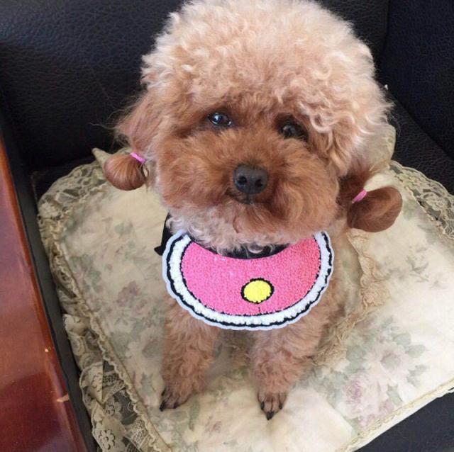 犬用スタイ よだれかけ ドッグウェア ペット用品 かわいい おしゃれ 仮装 コスプレ 寿司 たまご エビ ピンク イチゴ スイカの通販はau Pay マーケット プラスナオ