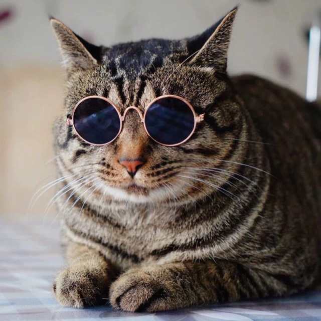 ペット用サングラス メガネ アクセサリー ペット用品 ペットグッズ 猫