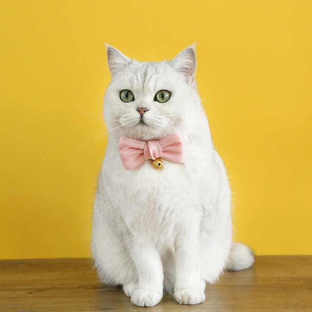 猫用首輪 カラー 猫 ねこ 首輪 セーフティーバックル リボン付き