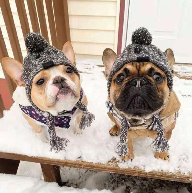 ペット　ニット帽　マフラー　犬　猫　帽子　靴下　靴　キャスケット　毛糸　キャップ plusnao ペット帽子 ニット帽 ニットキャップ 犬 猫 ペット 帽子