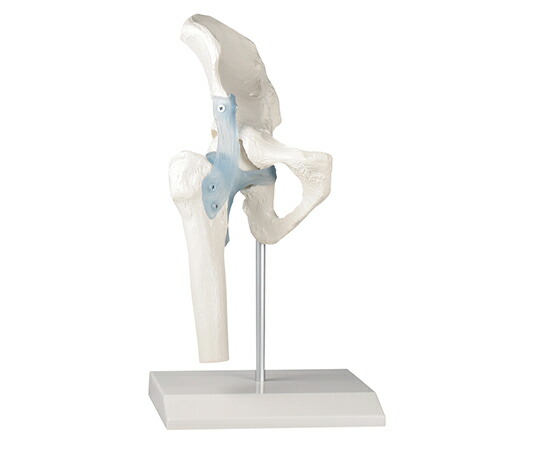 Erler-Zimmer 股関節モデル  4553