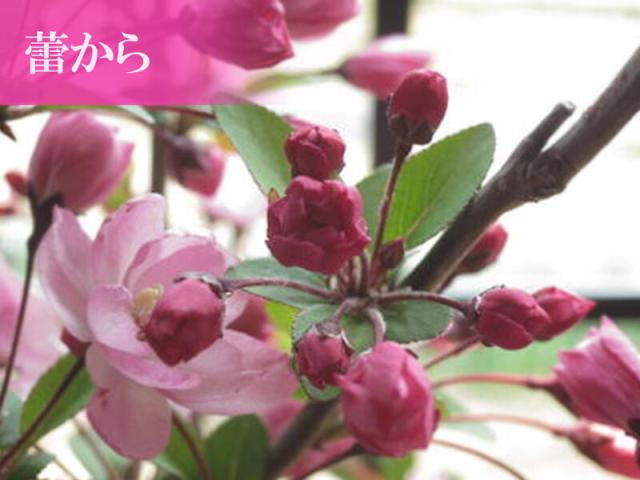 盆栽：花海棠桜 ハナカイドウ盆栽 お誕生日プレゼントに 2026年4月に
