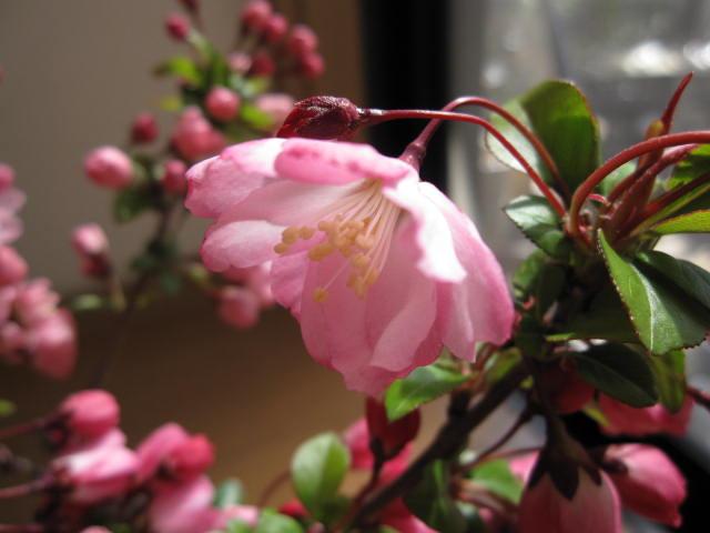 2025年4月に開花ハナカイドウ苗【花海棠苗 】【桜】 大苗庭木の通販は