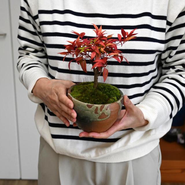 縁起の良い鉢植え贈り物にも姫柊と南天盆栽 2鉢セット 姫ヒイラギ盆栽