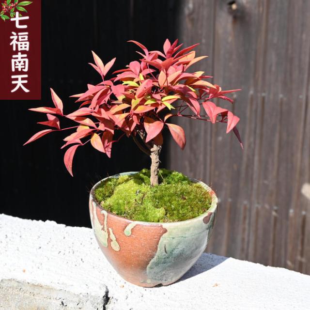 縁起の良い鉢植え贈り物にも姫柊と南天盆栽 2鉢セット 姫ヒイラギ盆栽