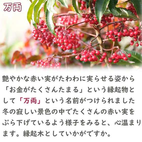 万両 縁起物 家庭栽培 赤い実 何気無い