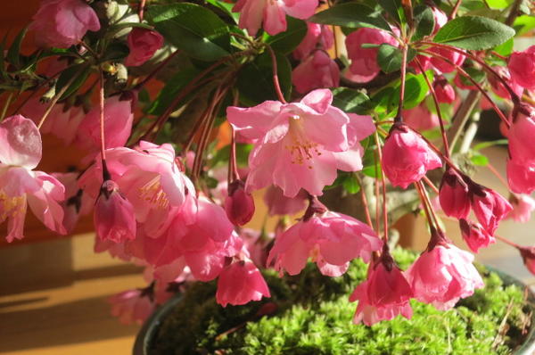 2025年4月に開花綺麗な お花見盆栽：花海棠盆栽 ハナカイドウの通販は