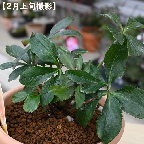 2025年NEW クリスマスローズ 鉢植え 5号鉢 オリエンタリス ニュー