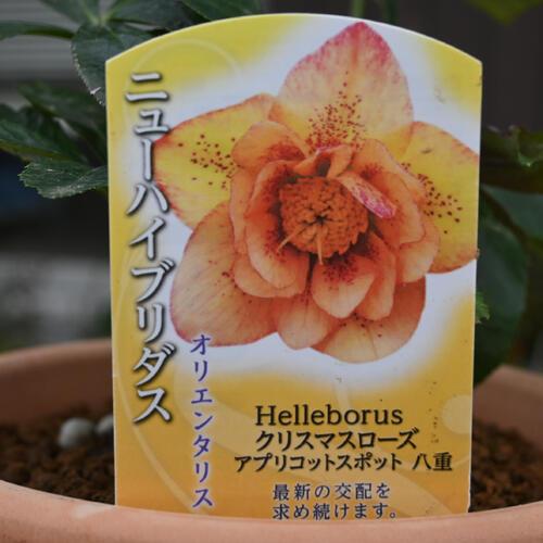 2025年NEW クリスマスローズ 鉢植え 5号鉢 オリエンタリス ニュー