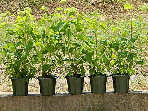 6月30日より剪定した状態でのお届けとなります。アナベル５鉢セット　全部６号鉢　５個セットです　2024年６月開花苗