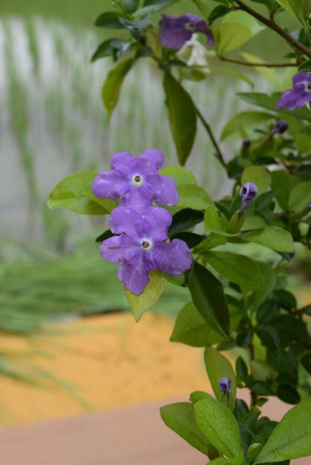 においばんまつり ニオイバンマツリ鉢植え ５号サイズ 開花は５月から