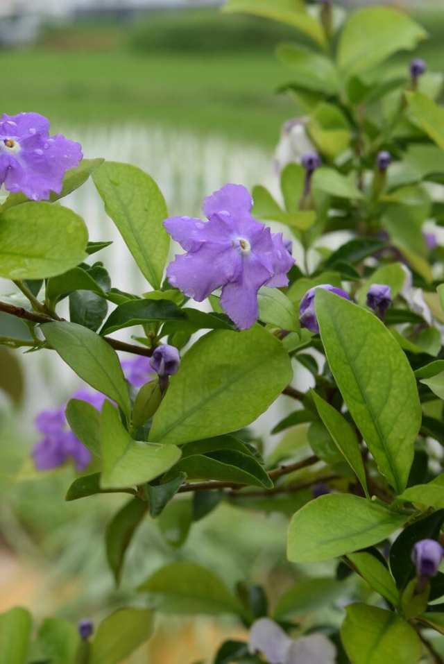 においばんまつり ニオイバンマツリ鉢植え ５号サイズ 開花は５月から